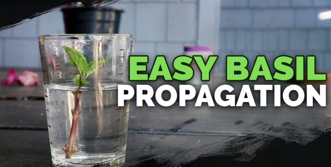 Propagating Basil: How To Grow An Infinite Supply...