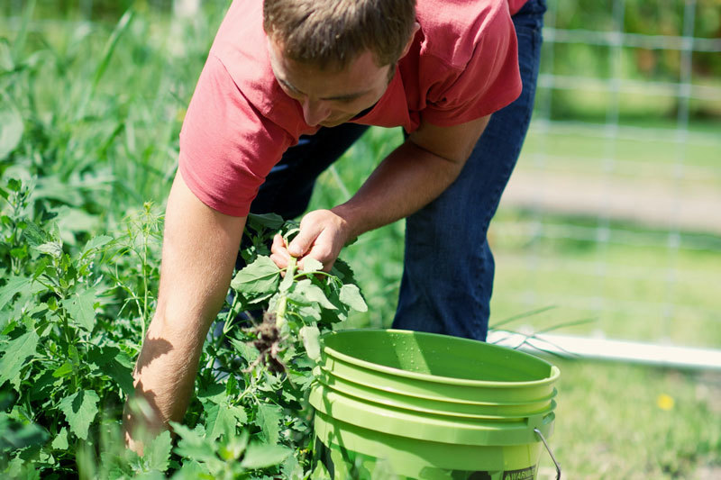 Wild Edibles – Learn How To Forage For 25 Tasty Plants...