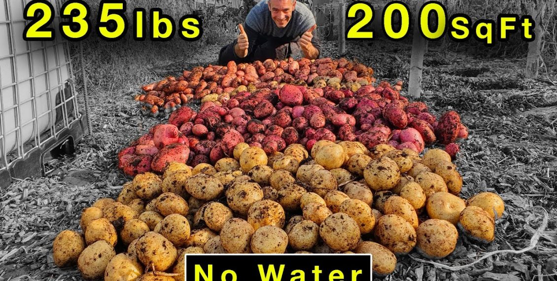 Growing 235 lbs Of Potatoes In 200 sq ft Without Watering...