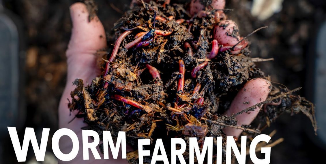 Worm Composting & Breeding At Any Scale – Tour Arizona Worm Farm...