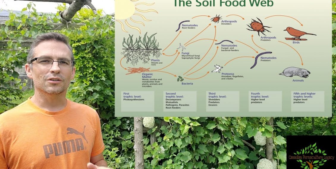 A Complete Guide To Soil Microbiology – Improving Your Soil Microbiome...
