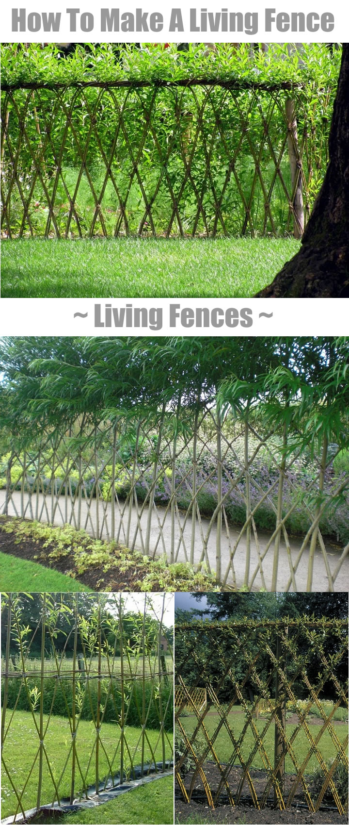 Living Fences – How To Make A Living Fence For Your Garden...