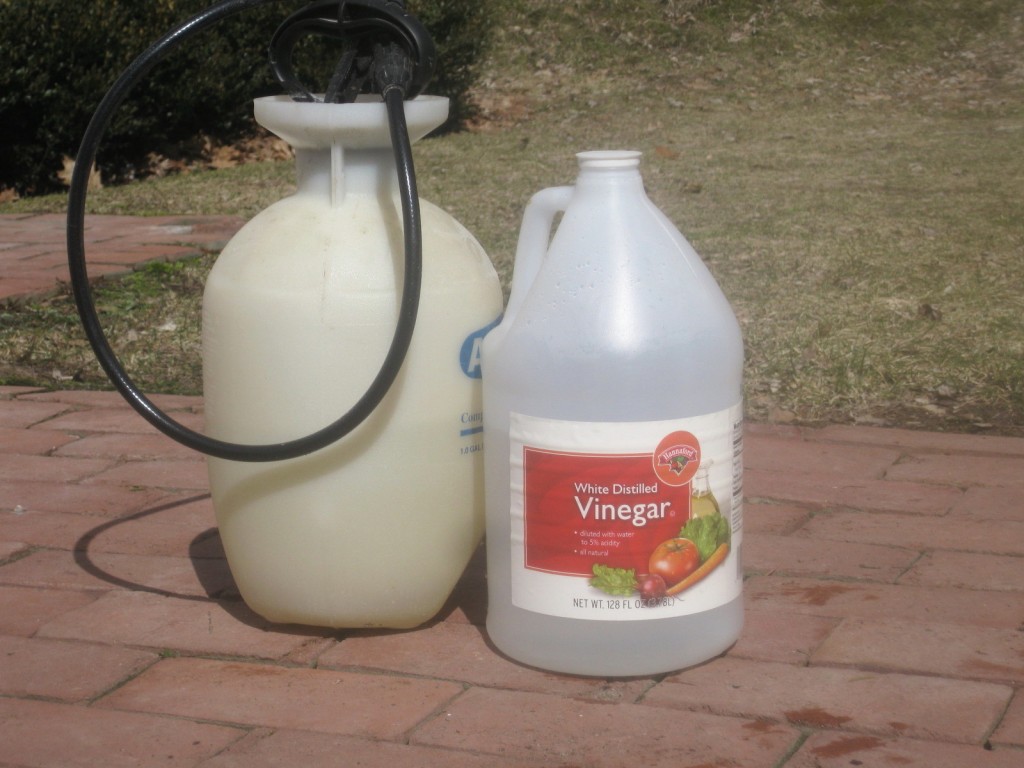 Kill Your Weeds With Store Brought Vinegar