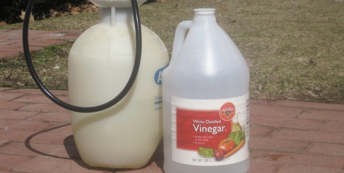 Kill Your Weeds With Store Brought Vinegar Eco Snippets