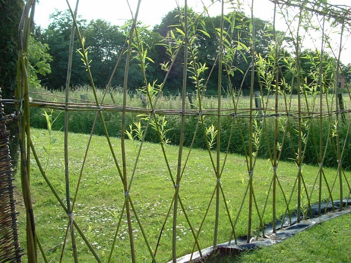 Living Fences – How To Make A Living Fence...