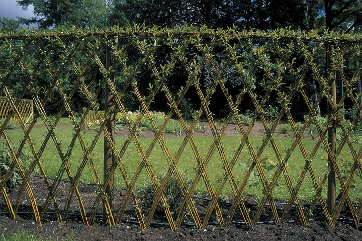 Living Fences – How To Make A Living Fence...