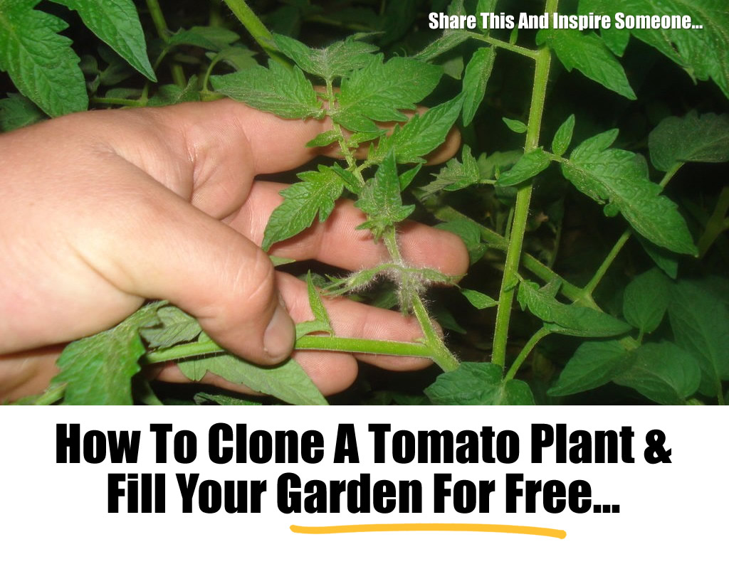 How To Clone A Tomato Plant & Fill Your Garden For Free...