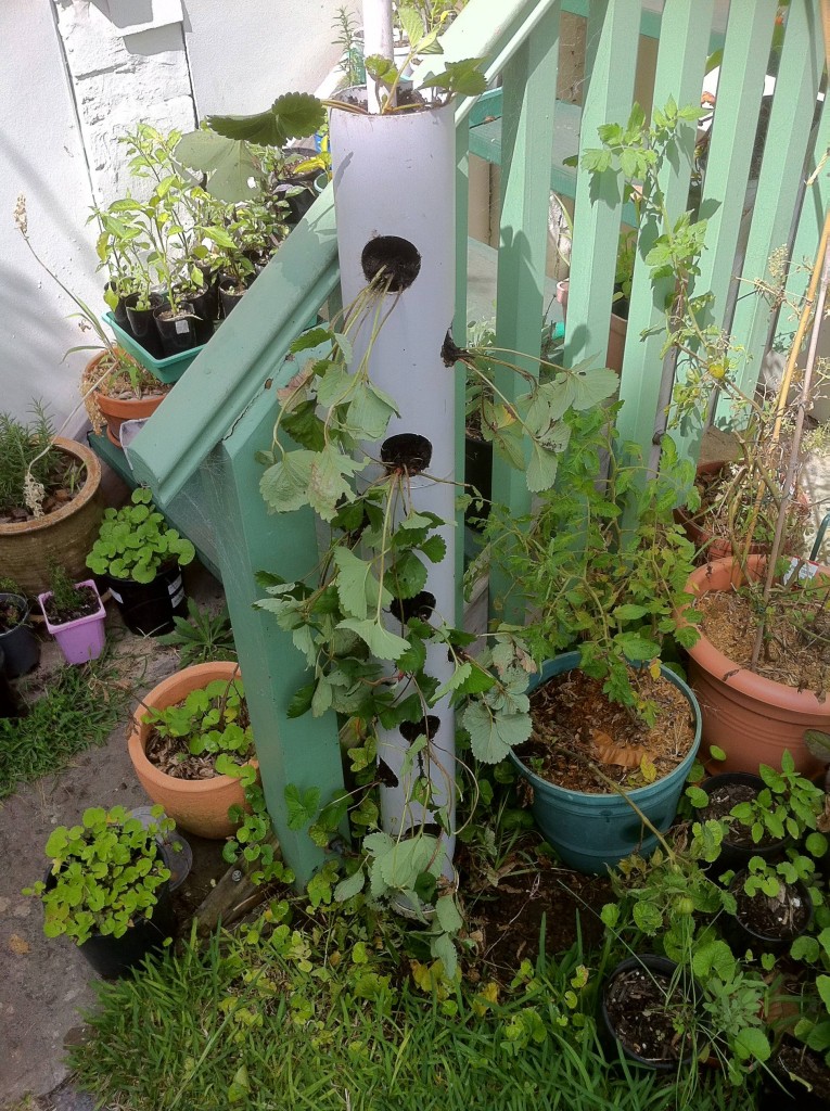 Vertical Gardening Using PVC Piping – Growing Strawberries & Well, Anything...