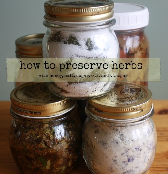 How To Preserve Herbs Eco Snippets