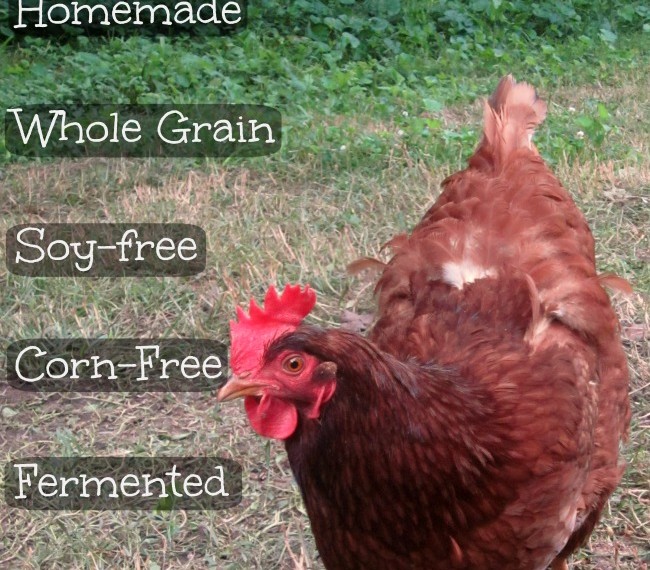 Homemade Chicken Feed Recipes – Eco Snippets