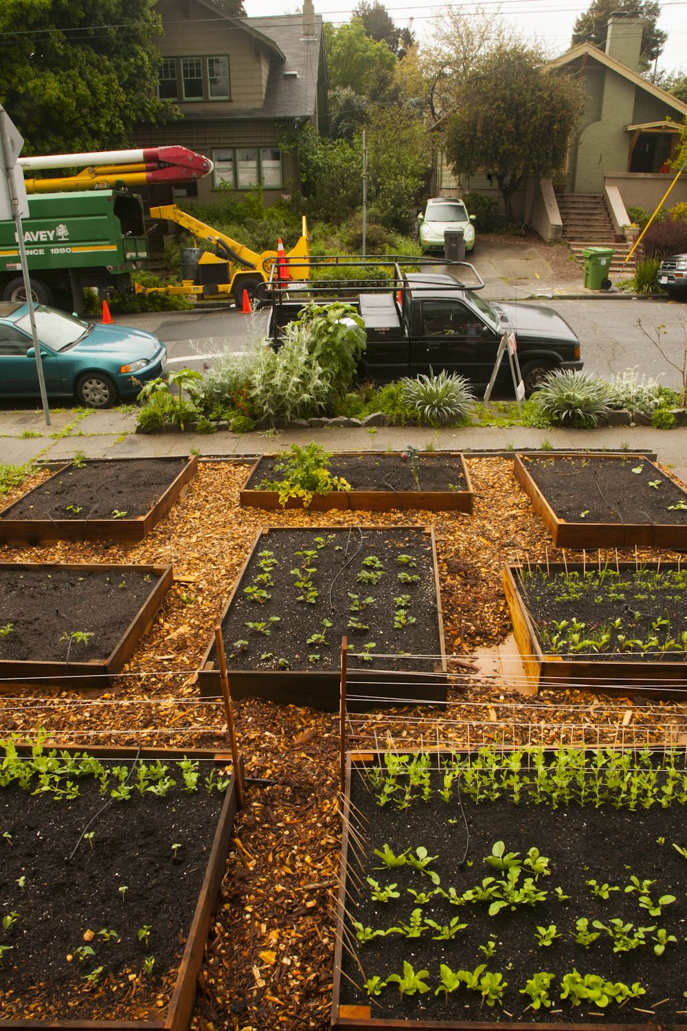 Edible Lawn 4