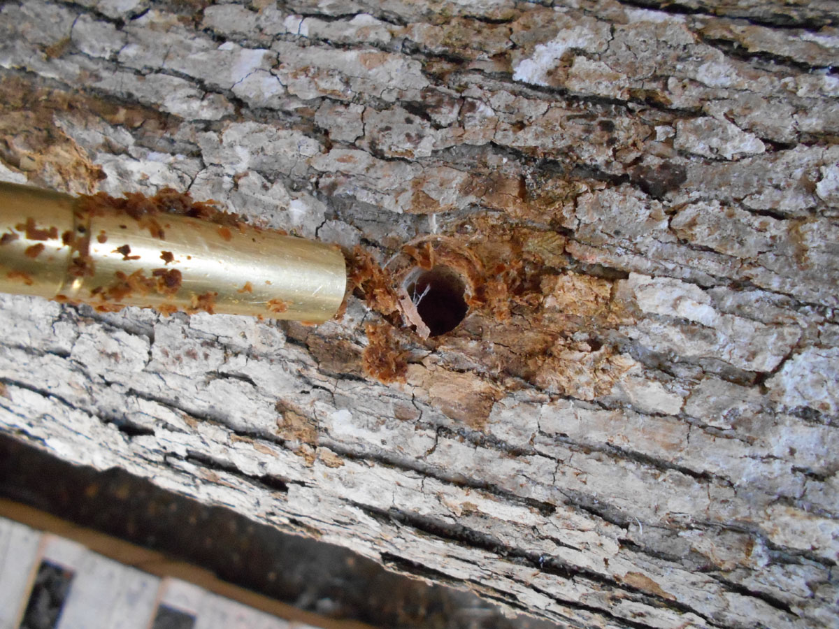 Growing Beautiful Shiitake Mushrooms