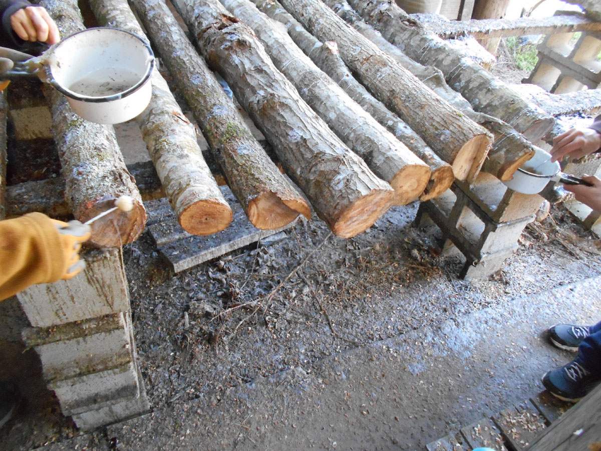 Growing Beautiful Shiitake Mushrooms