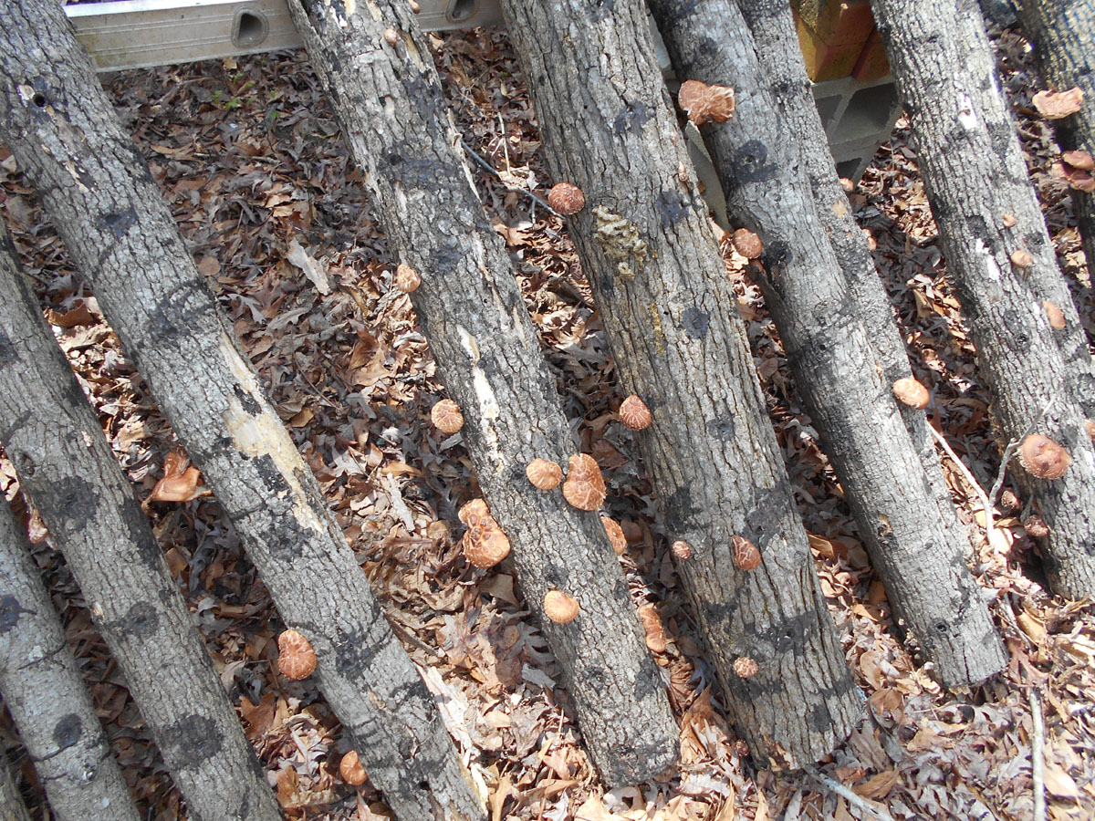 Growing Beautiful Shiitake Mushrooms