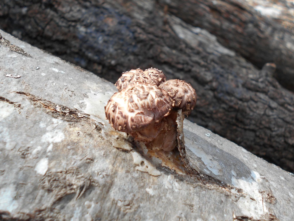 Growing Beautiful Shiitake Mushrooms