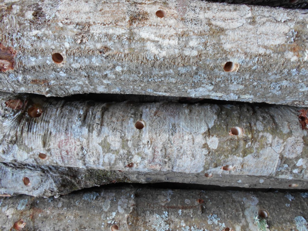 Growing Beautiful Shiitake Mushrooms