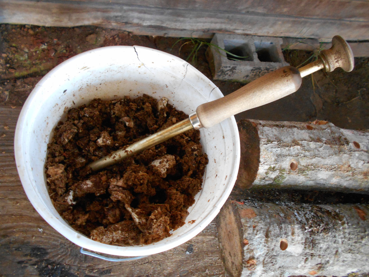 Growing Beautiful Shiitake Mushrooms