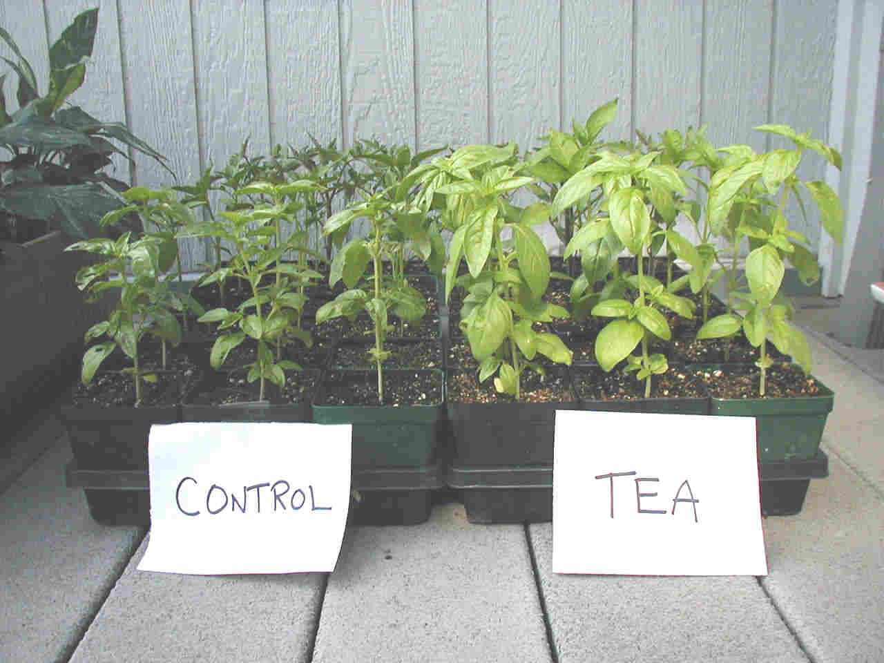 Quick & Easy, Secret Brew To Grow Your Plants 3 Times Faster…