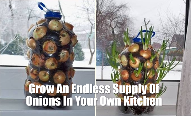 5 Minute DIY – How To Grow An Endless Supply Of Onions…