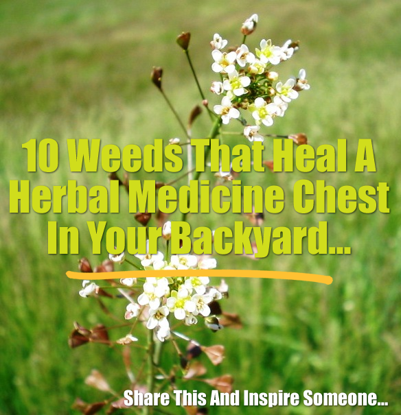 10 Weeds That Heal – A Herbal Medicine Chest in Your Backyard…