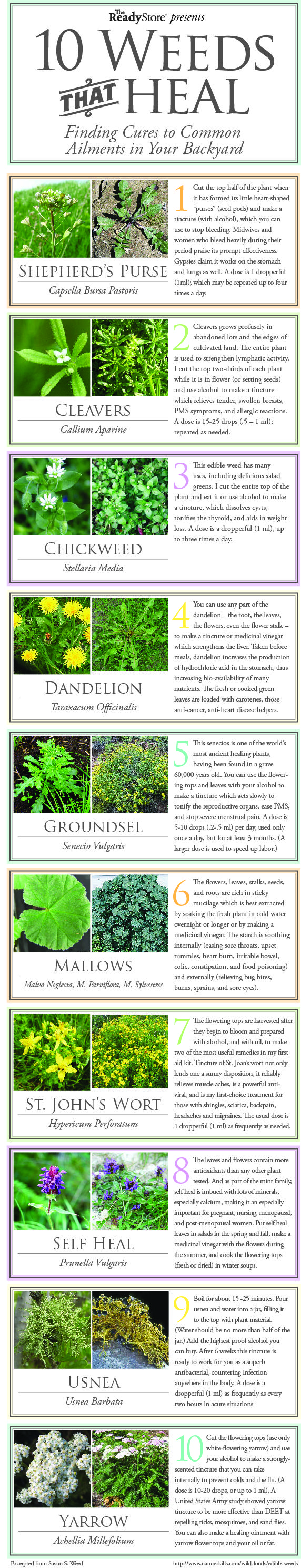 10 Weeds That Heal – A Herbal Medicine Chest in Your Backyard…