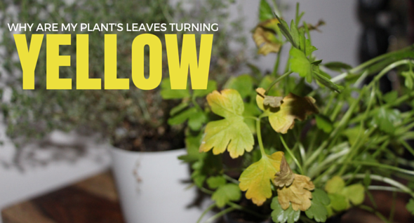 Why Are My Plants Leaves Turning Yellow? Trouble Shooting Common Problems...