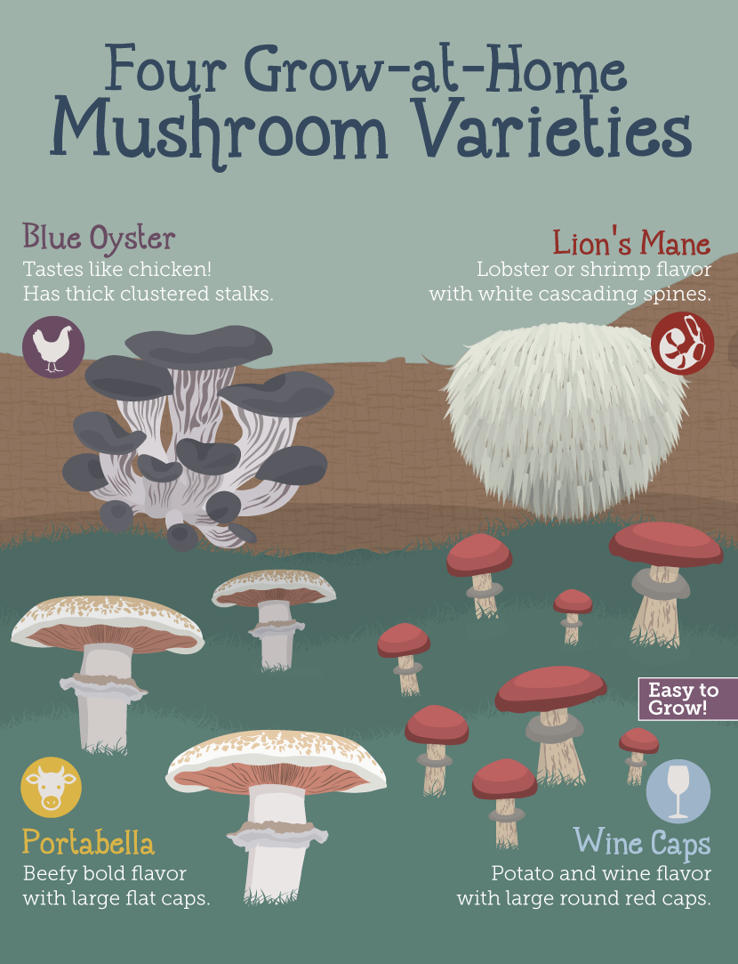 How To Grow Your Own Fresh Mushrooms At Home...