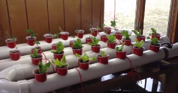 How To Build A Gravity-Based PVC Aquaponic Growing System...