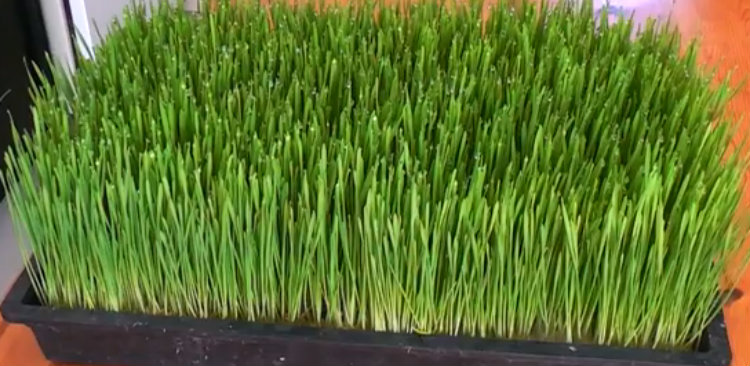 How To Grow Wheatgrass At Home…