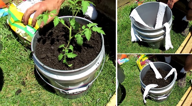 How To Build A 5 Gallon Self Wicking Tomato Watering Container…