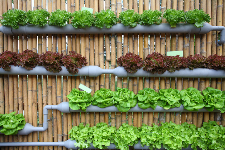 Amazing Vertical Salad Garden Ideas – An Edible Wall Of Greens…