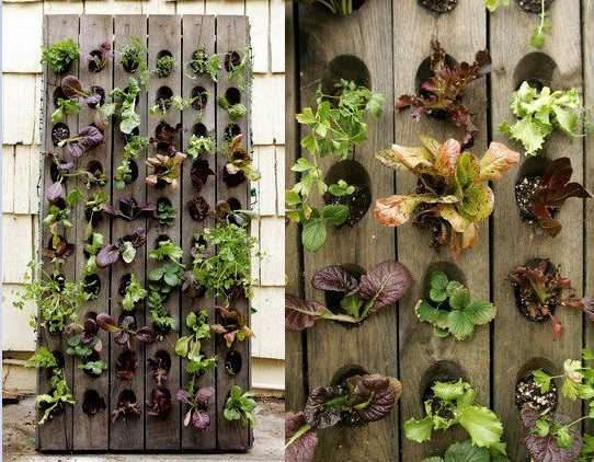 Amazing Vertical Salad Garden Ideas – An Edible Wall Of Greens…