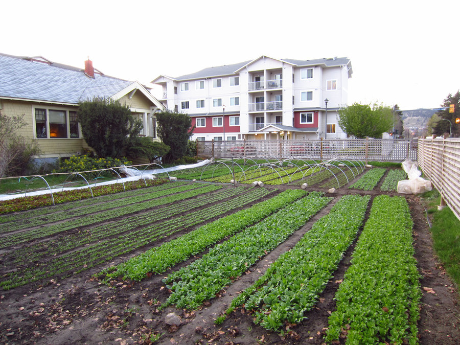 9 Tons Of Vegetables Produced On One Third Of An Acre In The City...