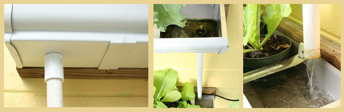 How To Set Up An Aquaponic Gutter Garden...