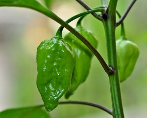 Naga Morrich Chilli Pepper