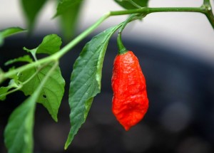 Bhut Jolkia Red Ghost Chillie...