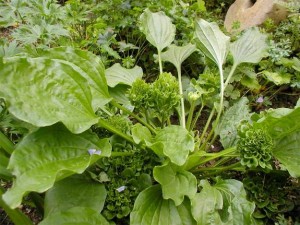 The Five Healthiest Backyard Weeds...