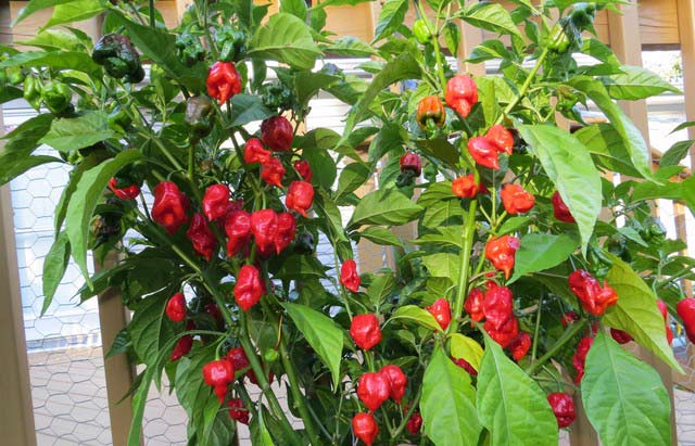 Carolina Reaper Pepper Plant...