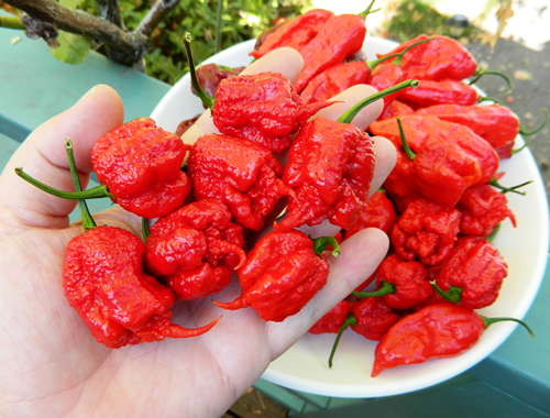 Free Carolina Reaper Pepper Seeds...