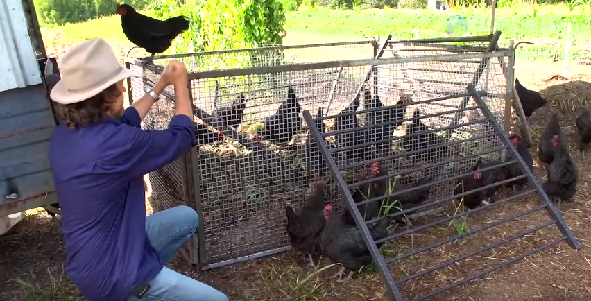 Let Chickens Do Your Gardening – A Chicken Tractor On Steroids...