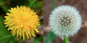 The Five Healthiest Backyard Weeds...