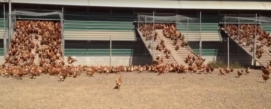 When You See What These Chickens Do Every Morning, You’ll Never Look At Eggs The Same Way Again...