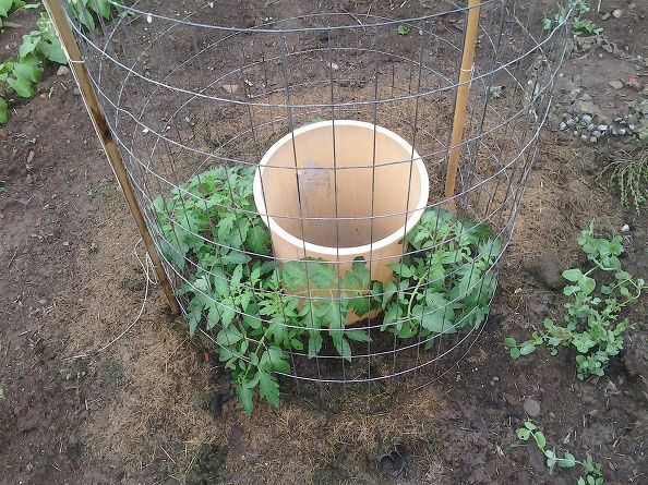 One Man’s Genius Method Of Growing Tomatoes...