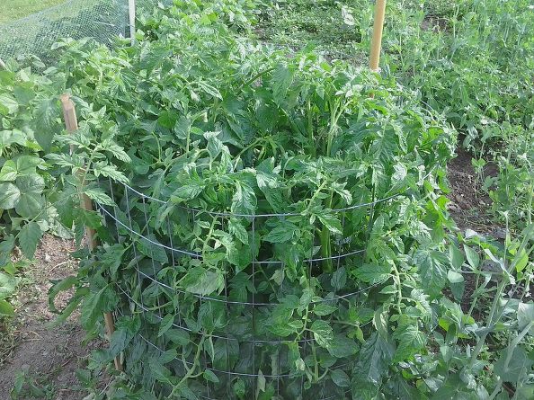 One Man’s Genius Method Of Growing Tomatoes...