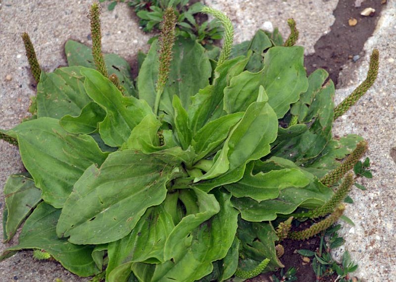 This Little Weed is one of the Most Useful Medicines on the Planet...