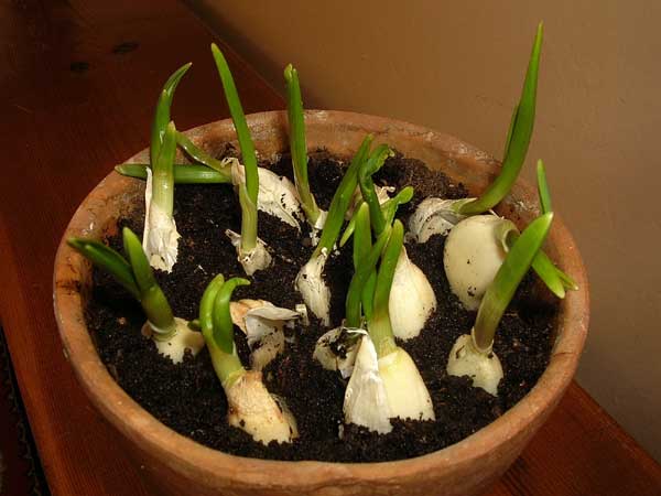Here’s How To Grow An Endless Supply Of Garlic Indoors...