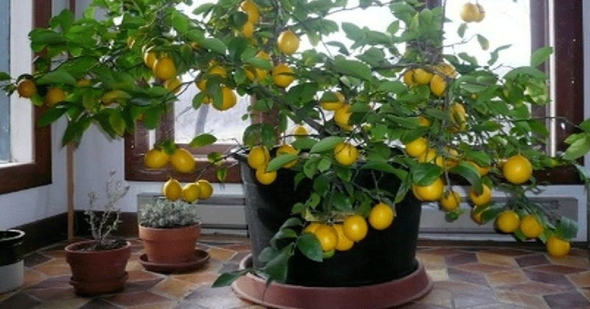 How To Grow An Endless Supply Of Lemons From Seed (This Will Last You A Lifetime)...