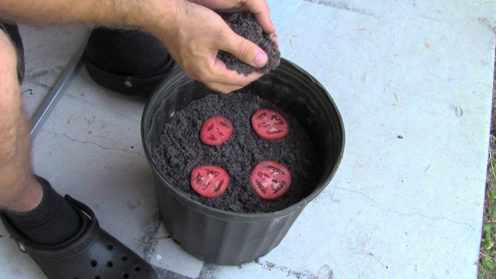 A Ridiculously Easy Way To Grow Tomato Seedlings...