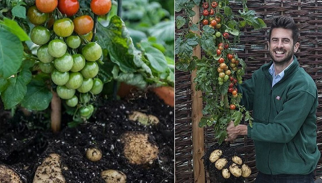 How To Graft A Potato & Tomato Plant Together…