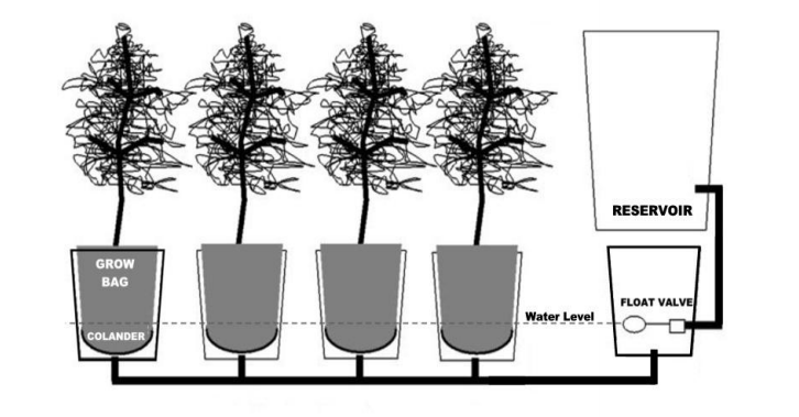 A Genius Way To Grow Peppers & Tomatoes In (Self-Watering) Buckets...